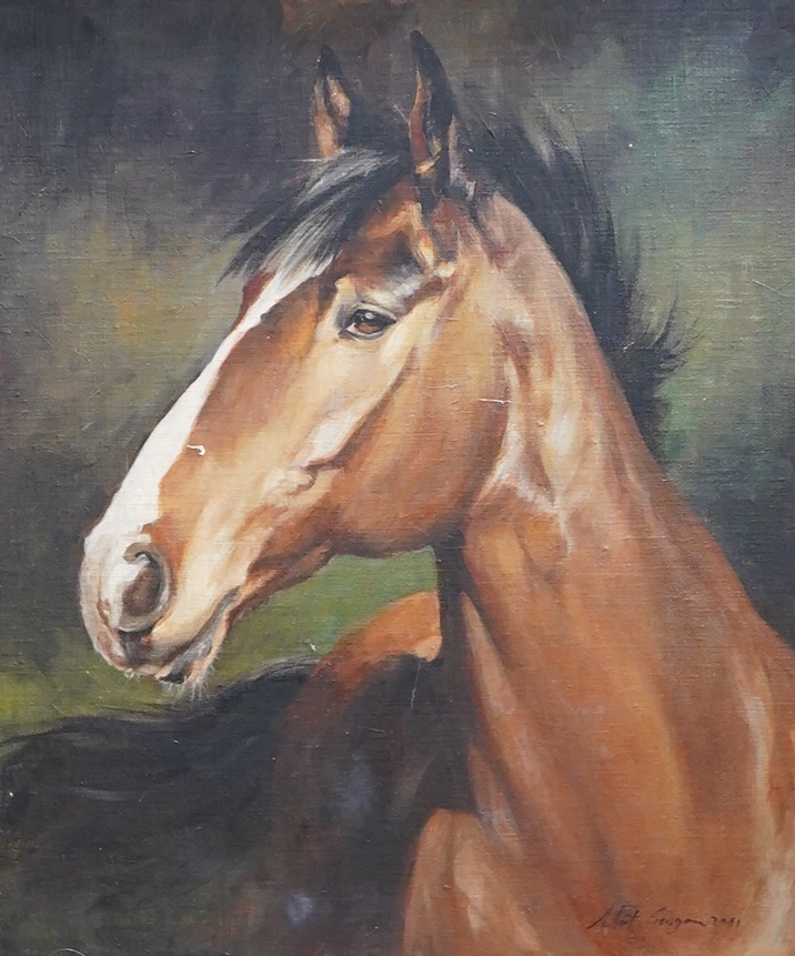 Matt Gascoigne, Study of a bay horse's head, signed and dated 2001, contemporary oil on canvas, 48 x 40cm